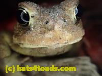 /home//u458753944/public_html/sourcegallery/////////////////////////Roxborough Toad Detour/2013-2019/2017/P4100654.JPG